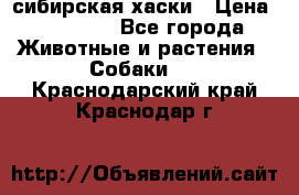 l: сибирская хаски › Цена ­ 10 000 - Все города Животные и растения » Собаки   . Краснодарский край,Краснодар г.